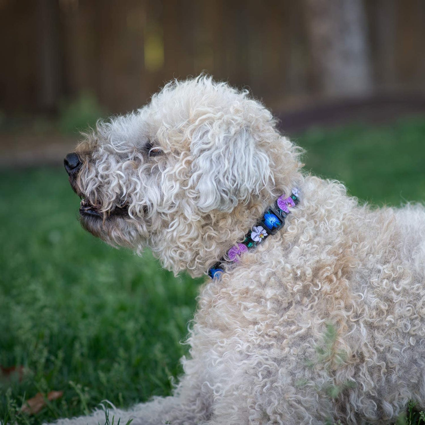 Floral Flower Dog Collar (Large, Orchid)