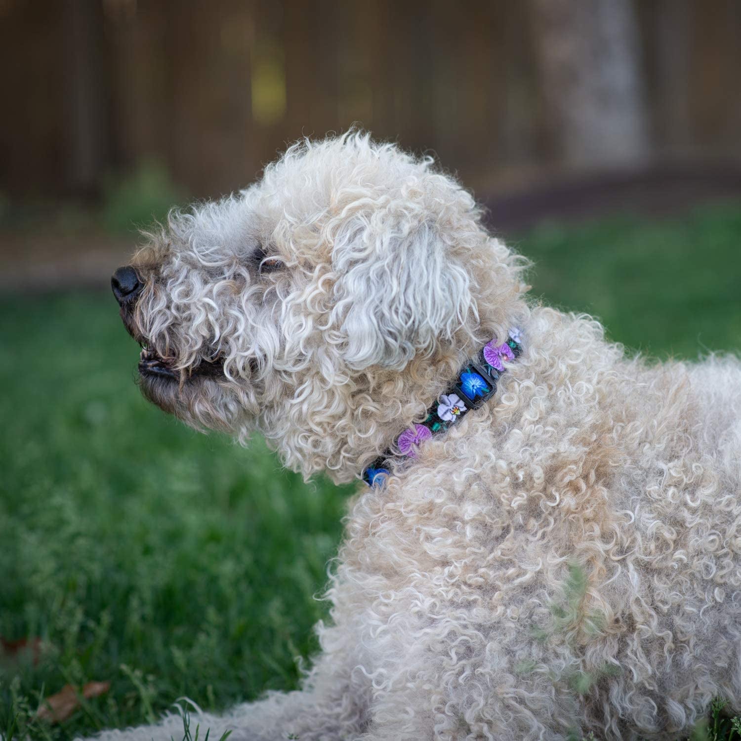 Floral Flower Dog Collar (Large, Orchid)