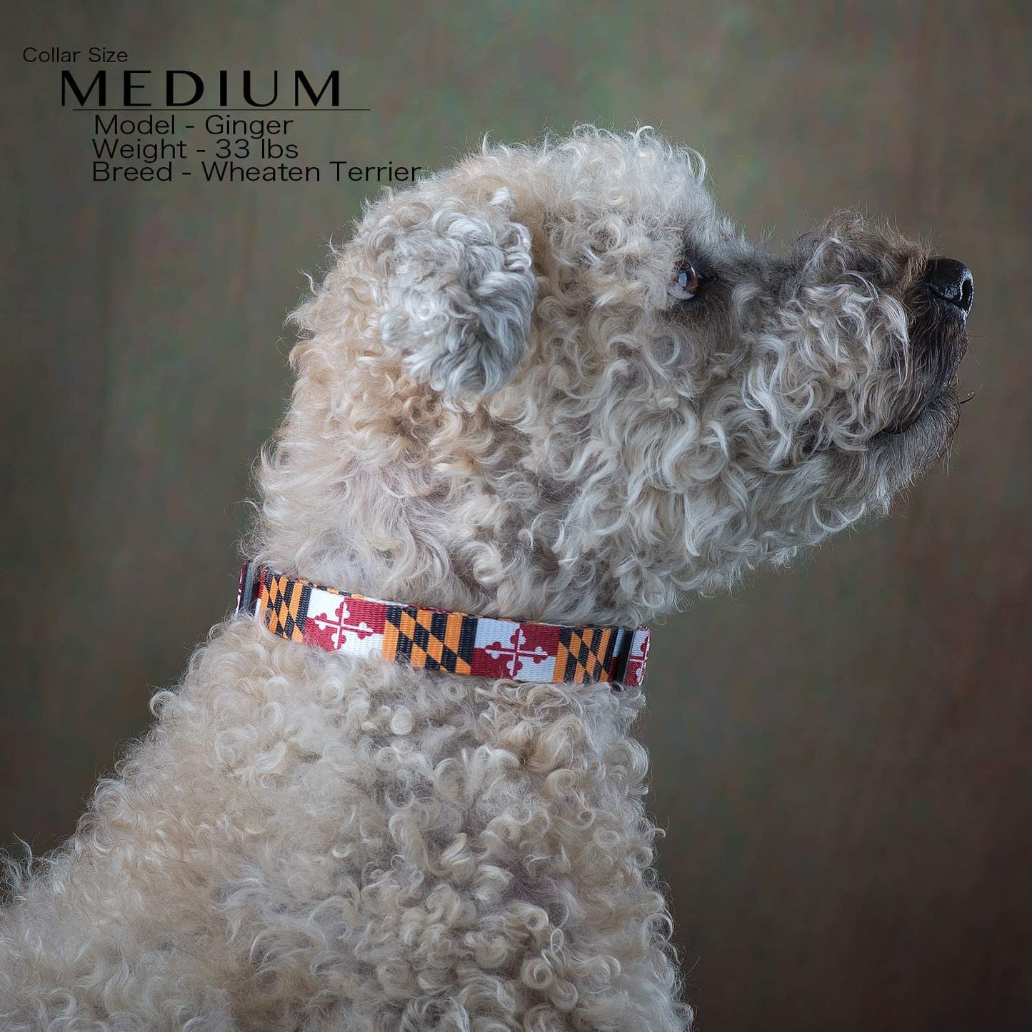 Maryland Flag Dog Collar (Large)