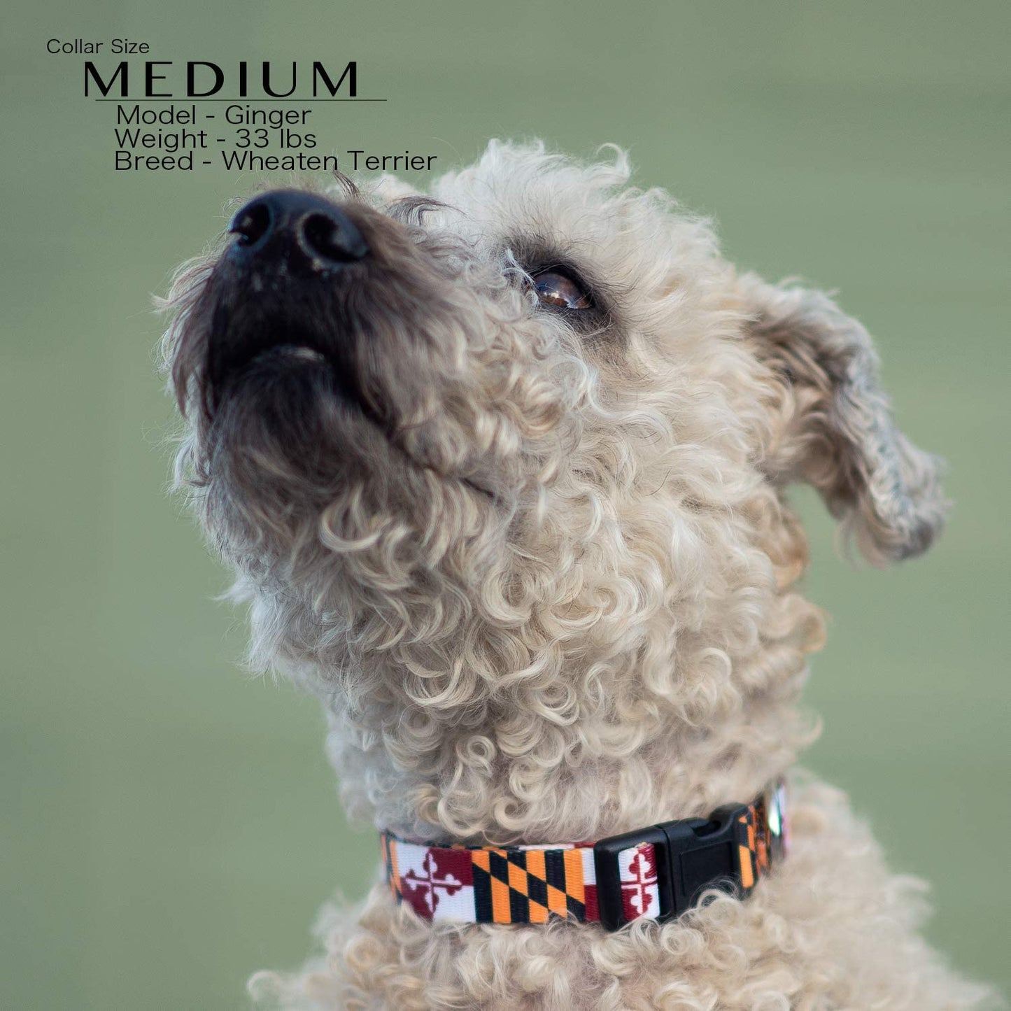Maryland Flag Dog Collar (Large)
