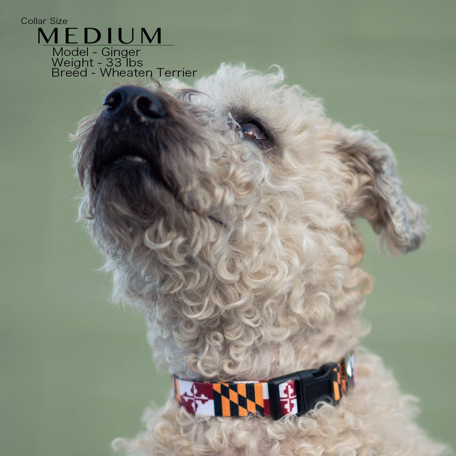 Maryland Flag Dog Collar (Large)